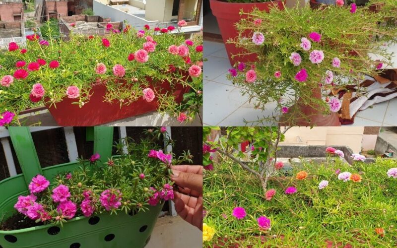 The 10 O’Clock Plant: A Guide to Portulaca and Its Benefits