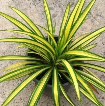 Pandanus Plant looks like a spider but is not a spider plant actually