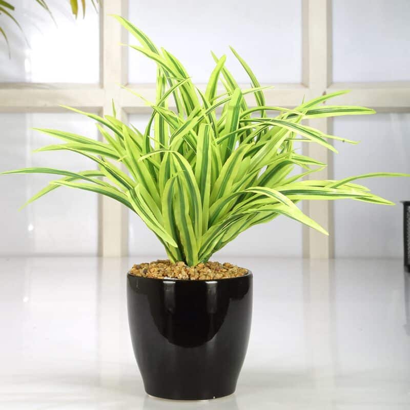 Dracaena Plant looks like spider but not a spider plant actually