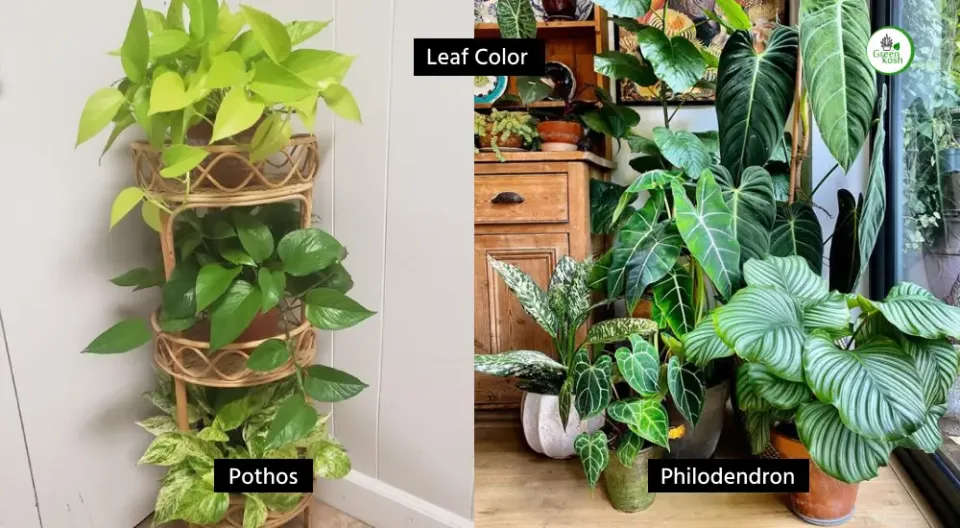 Pothos and Philodendron Leaves Color