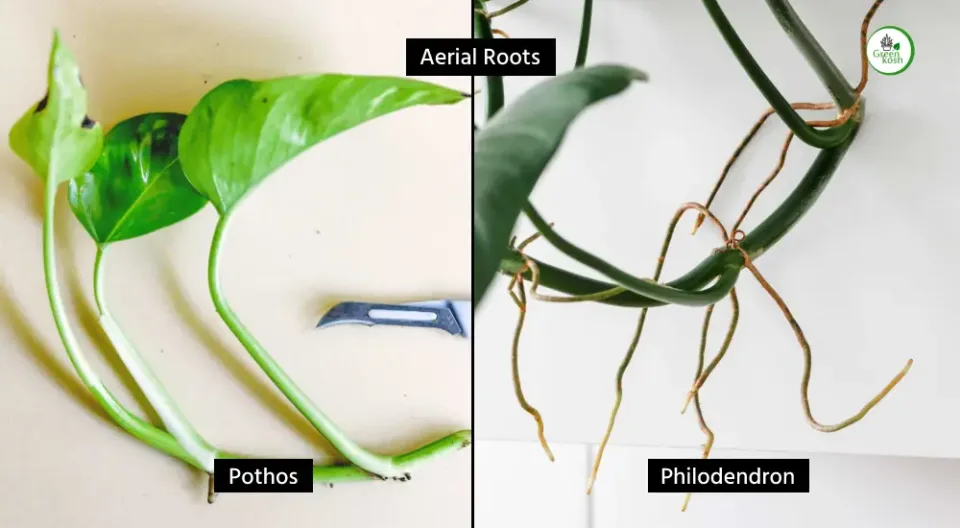 Pothos and Philodendron Aerial Roots