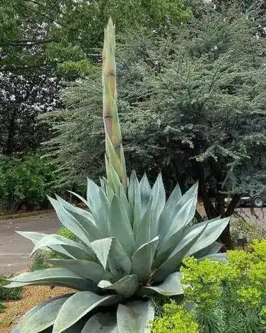 Agave Monocarpic plant