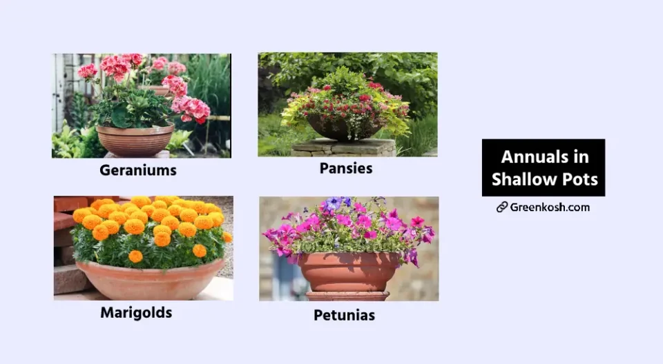 Annual Plants with Shallow Pots
