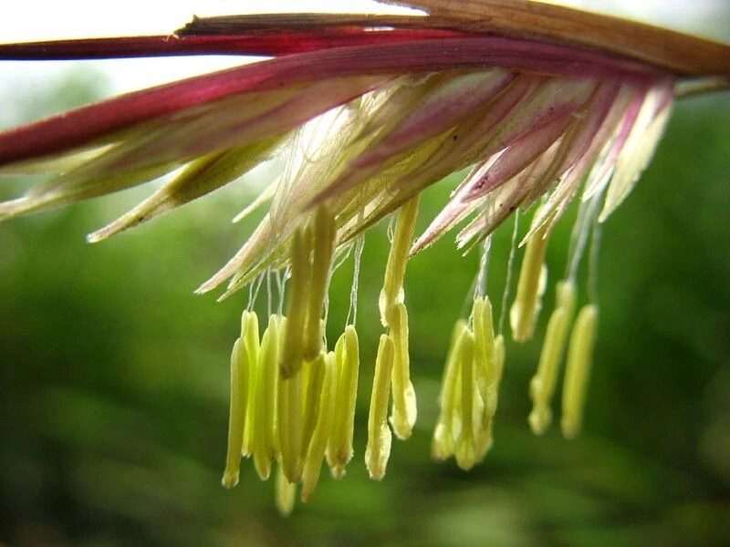  Bamboo Monocarpic Plant