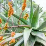 eath Bloom Phenomenon in Monocarpic Succulent Plants