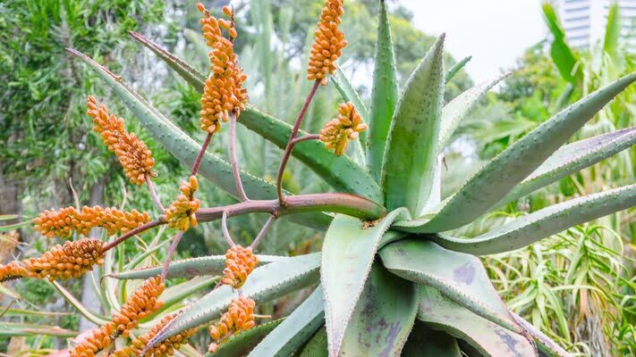 eath Bloom Phenomenon in Monocarpic Succulent Plants