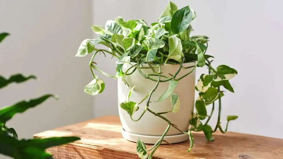 Pothos Caring requirement