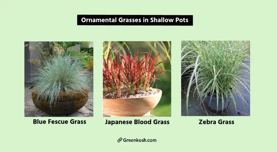 Ornamental Grasses in shallow pots