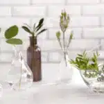 indoor plants that grow in water