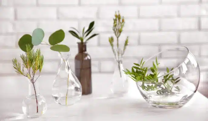 11 Indoor Plants that Grow in Water Easily