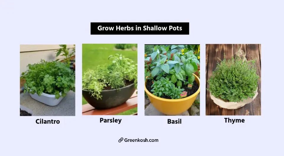 Grow Herbs in Shallow Pots