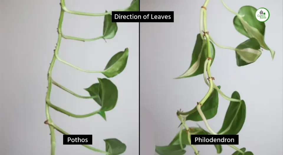 Pothos and Philodendron grown leaves direction