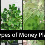 Types of Money Plant