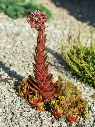 Sempervivum Monocarpic plant