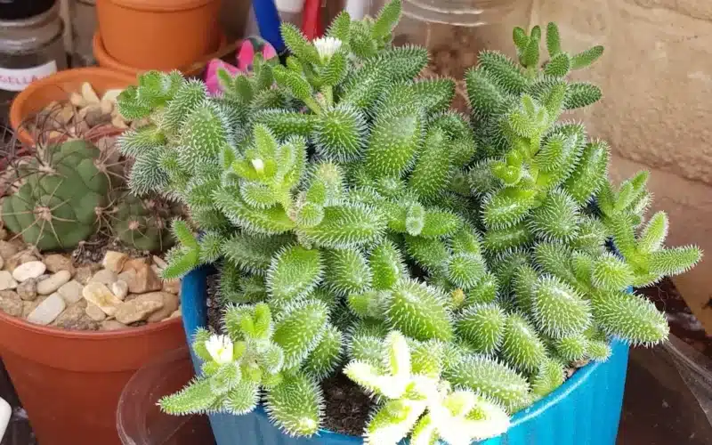 Pickle Plant: A Unique and Easy-to-Grow Succulent