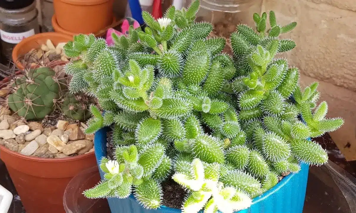 Pickle Plant A Unique and EasytoGrow Succulent Greenkosh