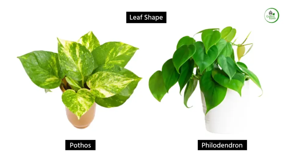 Pothos and Philodendron Leaf Shape