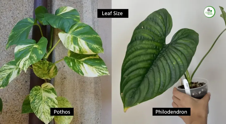 Pothos and Philodendron Leaf Size