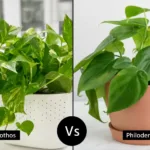 difference between Pothos and Philodendron Plant
