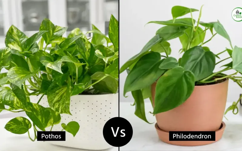 Pothos vs. Philodendron – The Battle of the Houseplants
