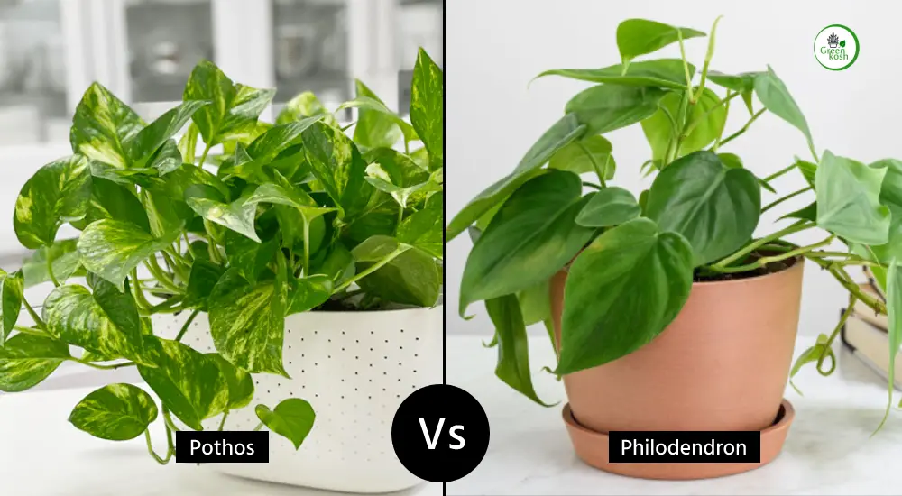 Pothos vs. Philodendron - The Battle of the Houseplants - Greenkosh