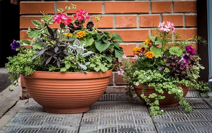 Best Plants for Shallow Pots – Grow Your Small Container Garden