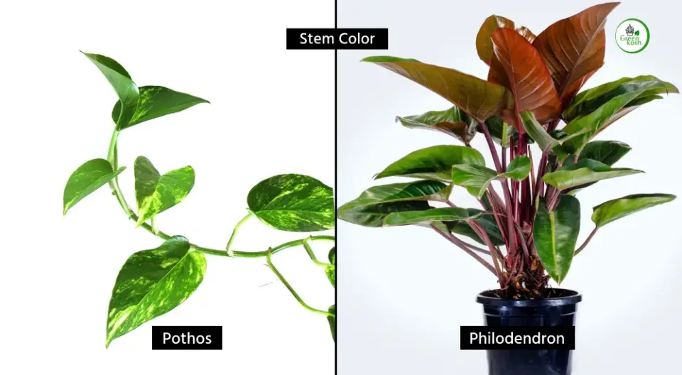 Pothos and Philodendron Stem Color