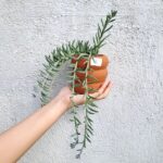 10 Stunning Types of String Plants and their Common Characteristics ...