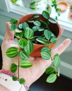 10 Stunning Types of String Plants and their Common Characteristics ...