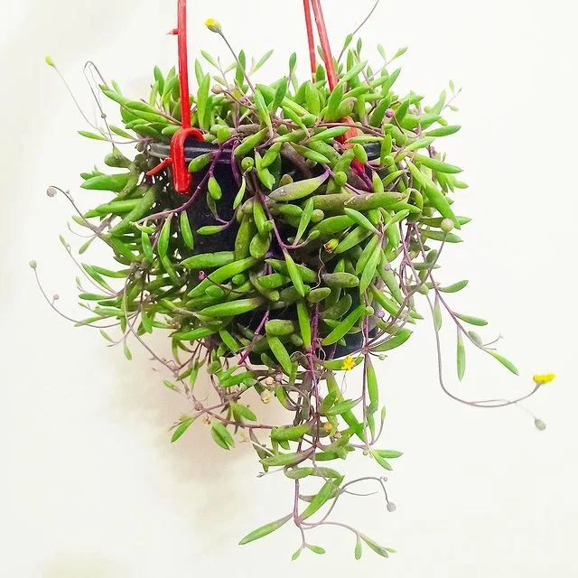 String of Rubies Plant