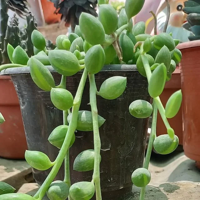 String of Watermelons
