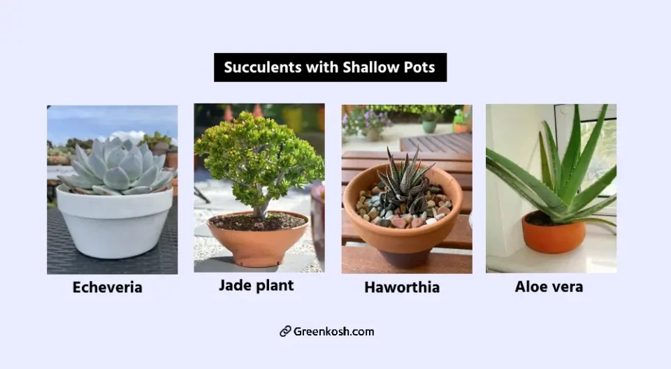 succulents with shallow pots