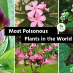 Most Poisonous Plants in the World