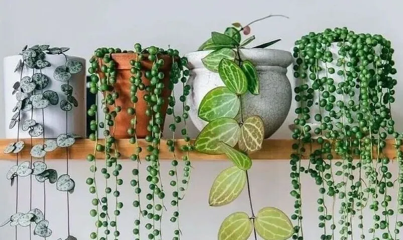 Type of String Plant for Home