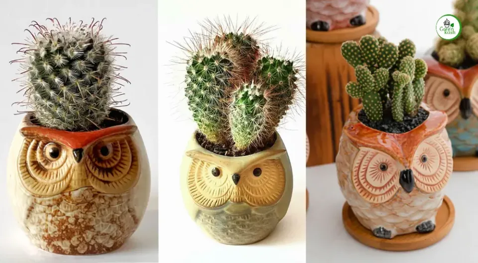 Cacti Plants in Owl Pot