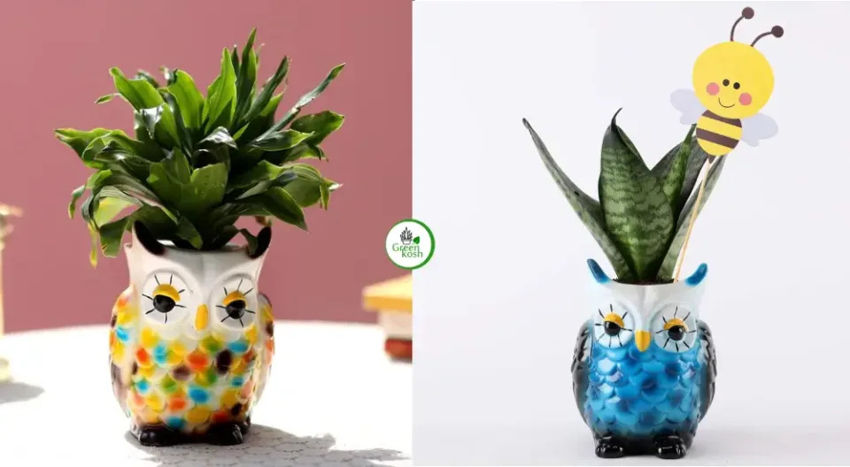 Dracaena Plants in Owl Pot