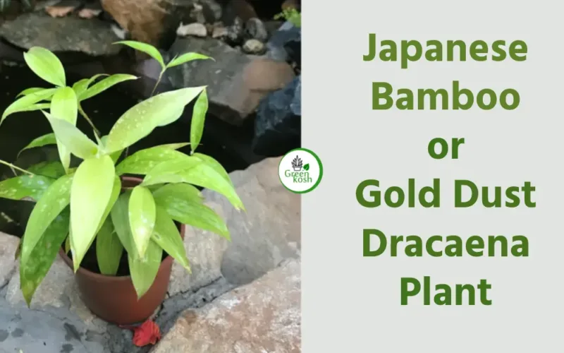 Japanese Bamboo Plant – Believing in getting luck in Your life