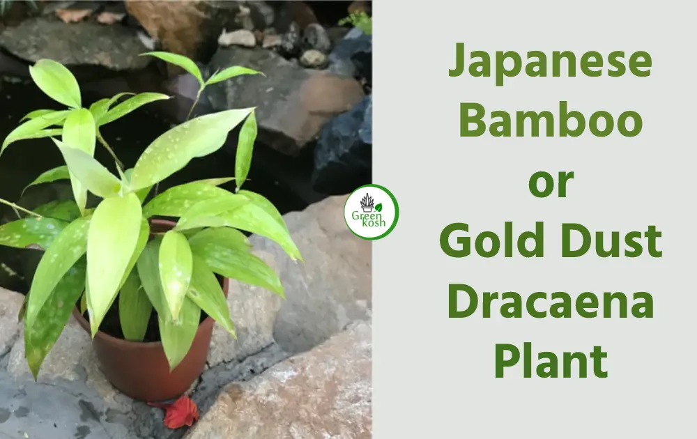 Japanese Bamboo Plant Believing in getting luck in Your life Greenkosh