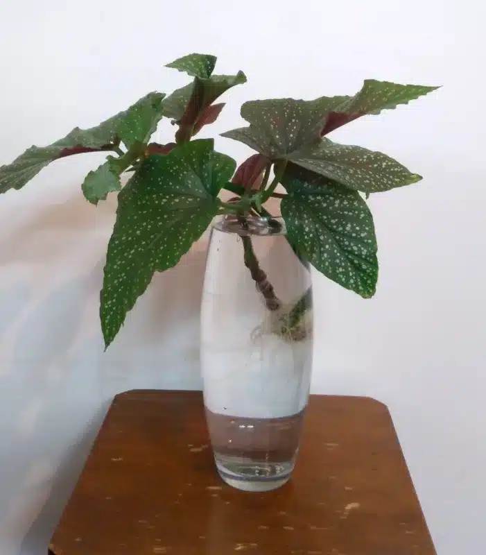 Begonia plant in water