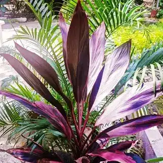 Cordyline fruticosa