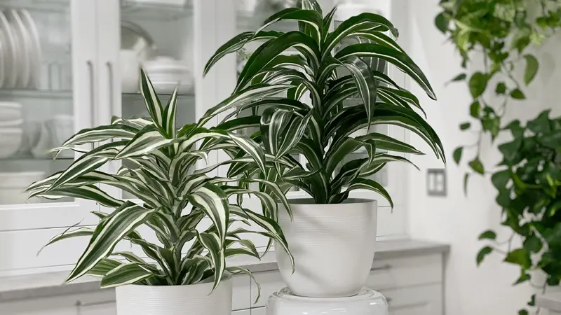 Dracaena Warneckii: A Vibrant and Versatile Houseplant