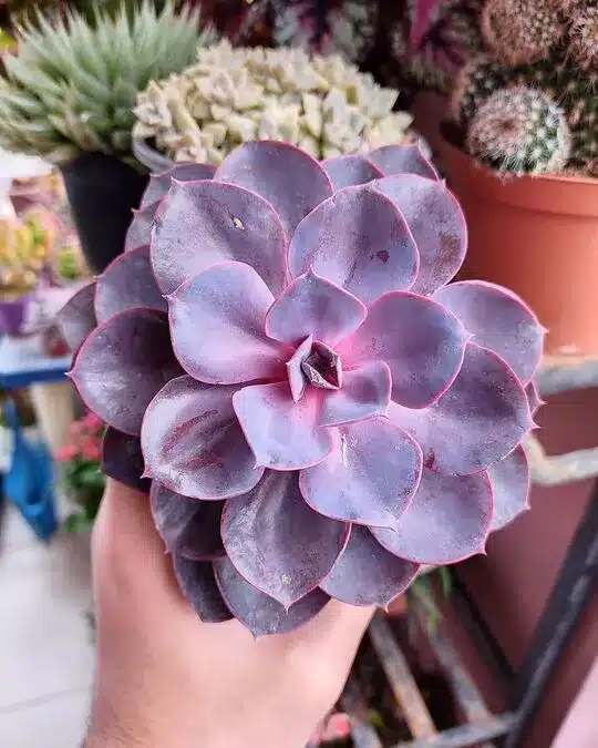 Echeveria 'Purple Pearl'