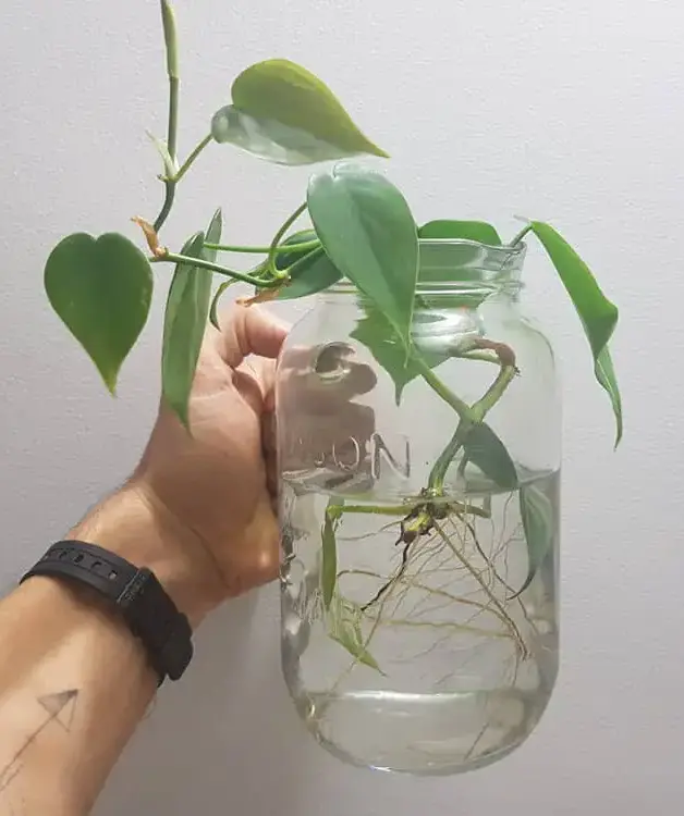 Philodendron in water