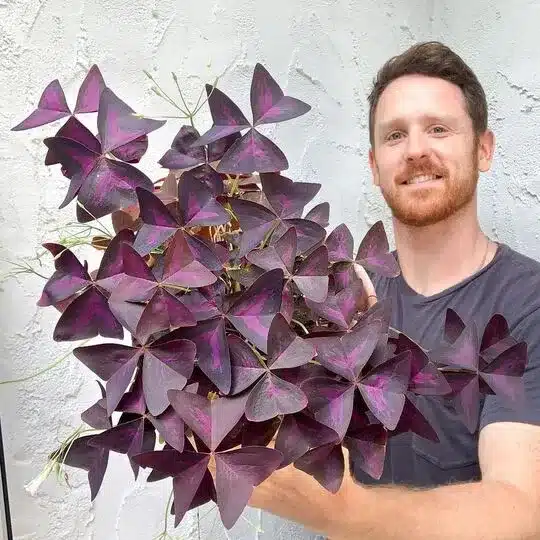 Oxalis Triangularis Plant