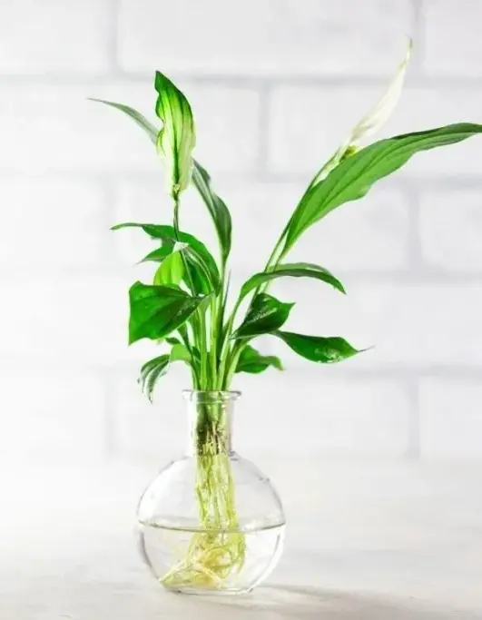 Peace lily Plant in Water