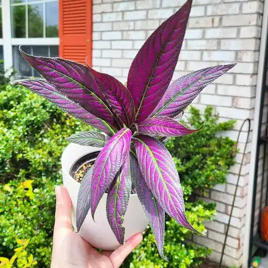 Persian Shield (Strobilanthes Dyeriana)