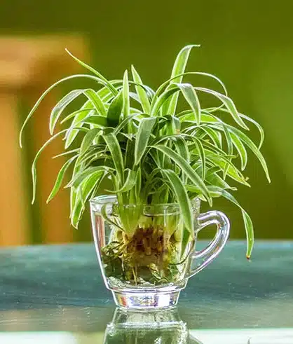 Spider plants in water