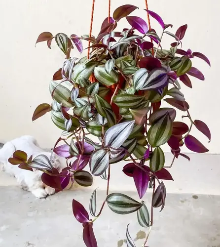 Tradescantia Zebrina