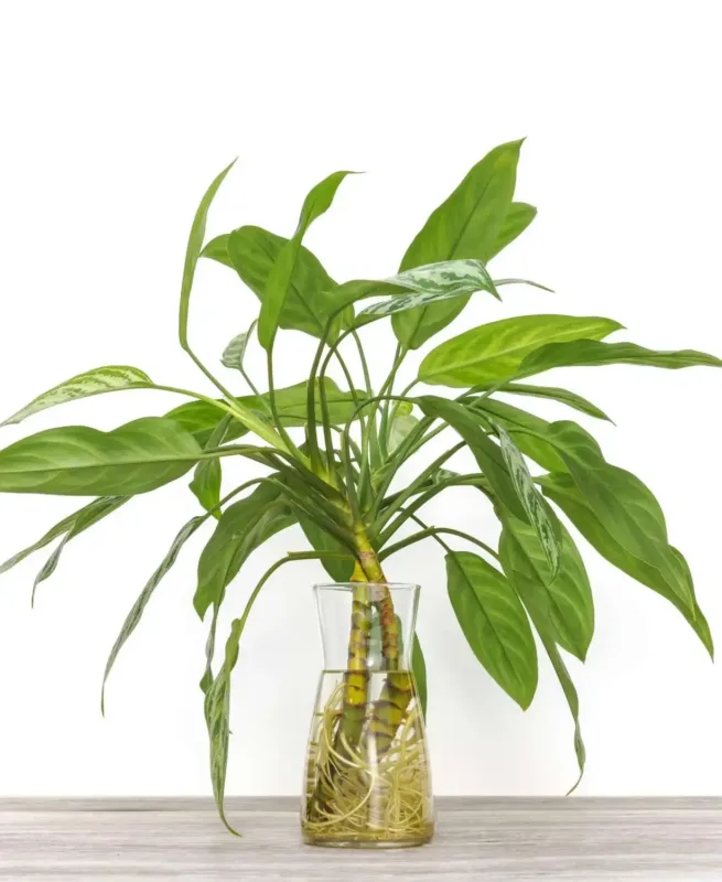 Chinese Evergreen Plant in water