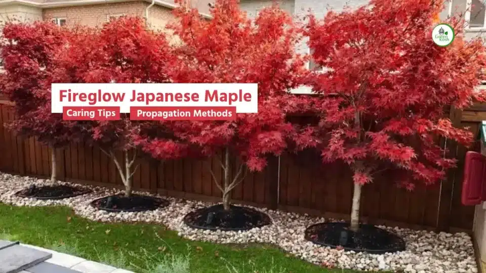 Fireglow Japanese Maple Plant
